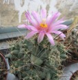 /album/mexiko/coryphantha-runyonii-jpg/